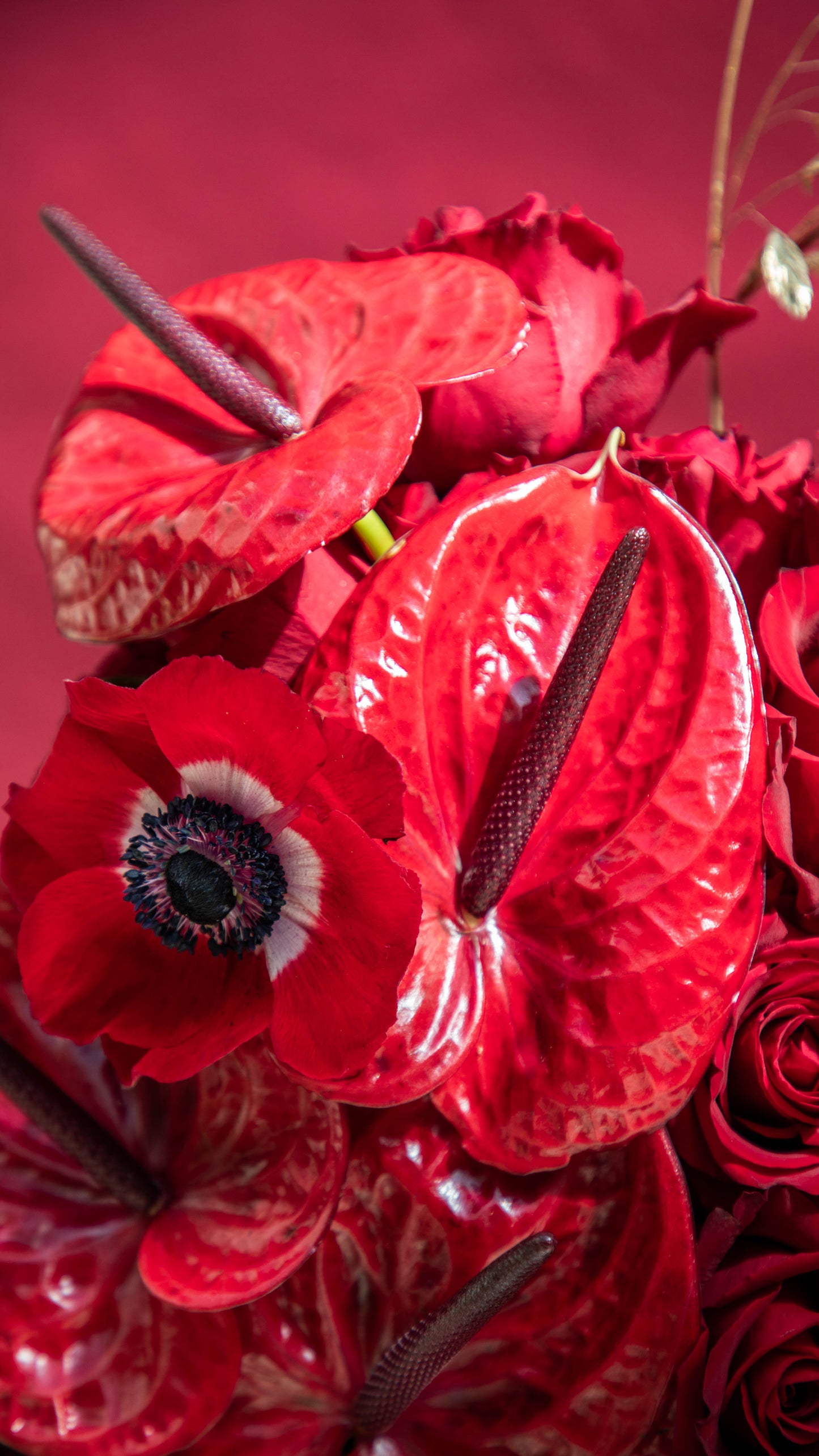 Ruby Radiance Flowerbomb