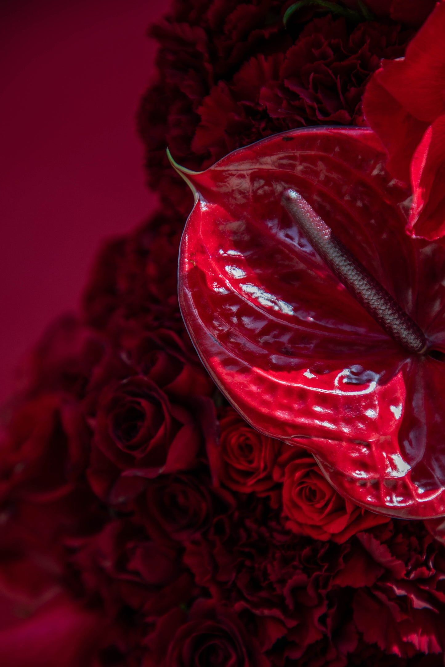 Ruby Radiance Flowerbomb