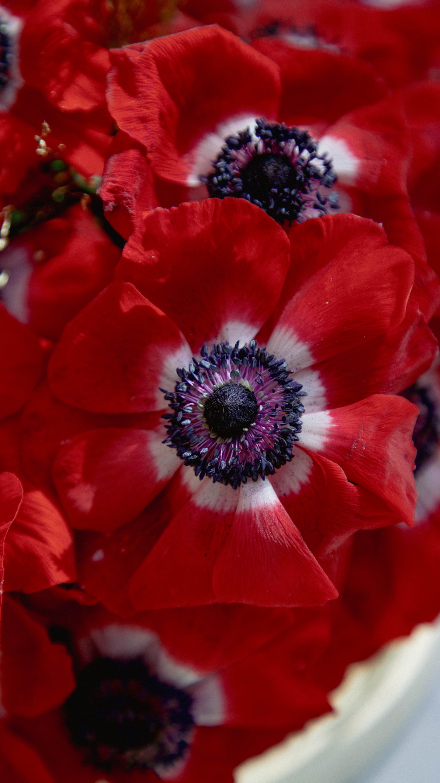 Red Flower, Gold Heart Arrangement