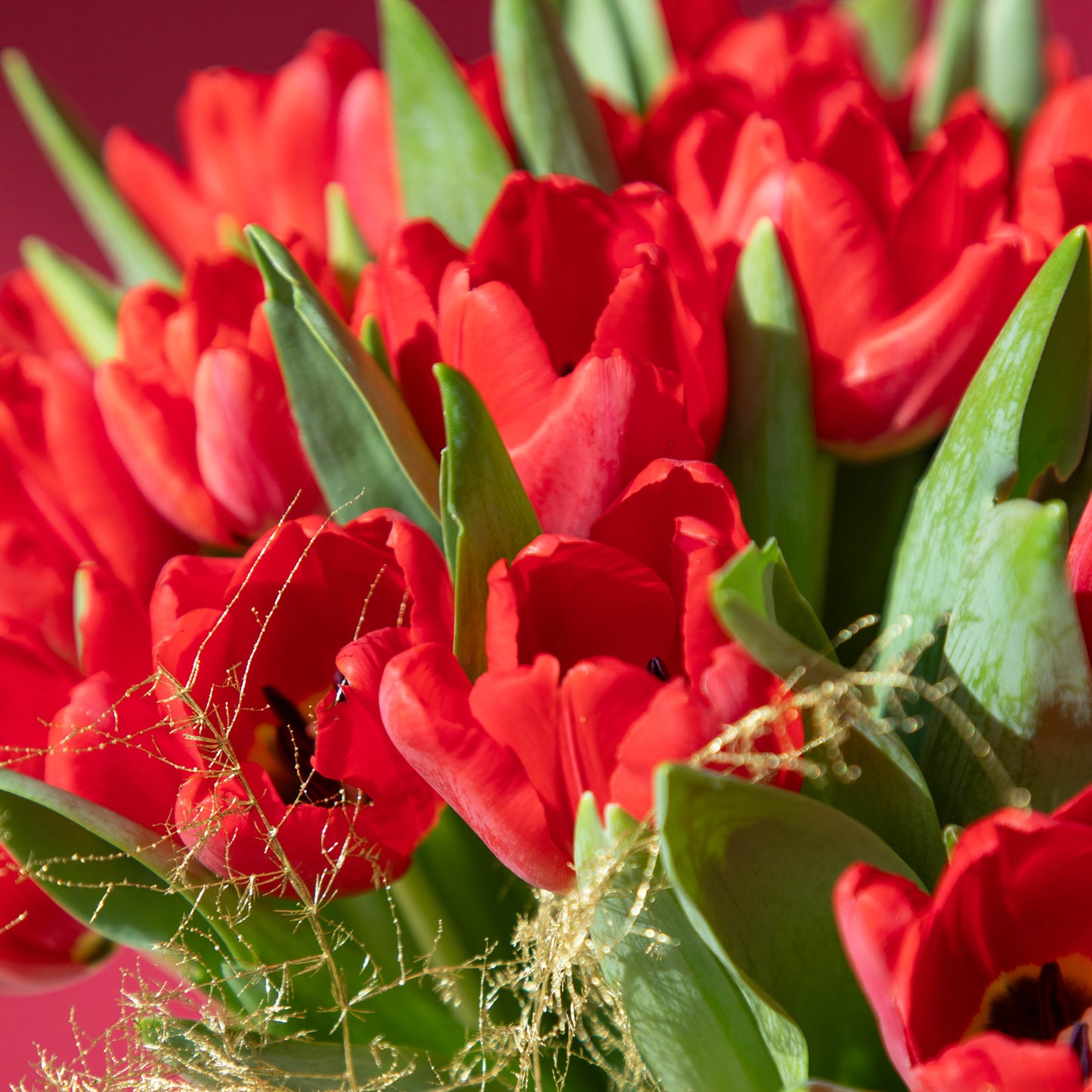 Red Tulips