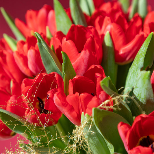 Red Tulips