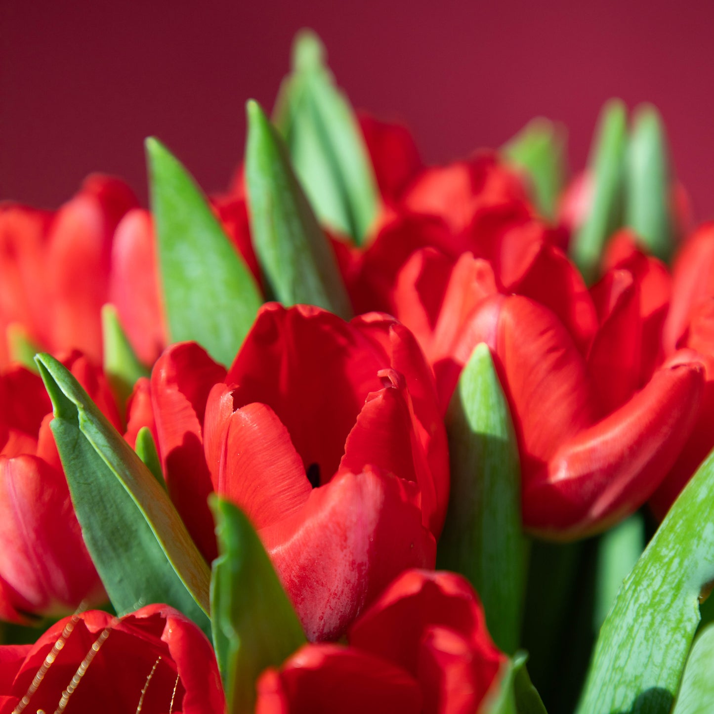 Red Tulips