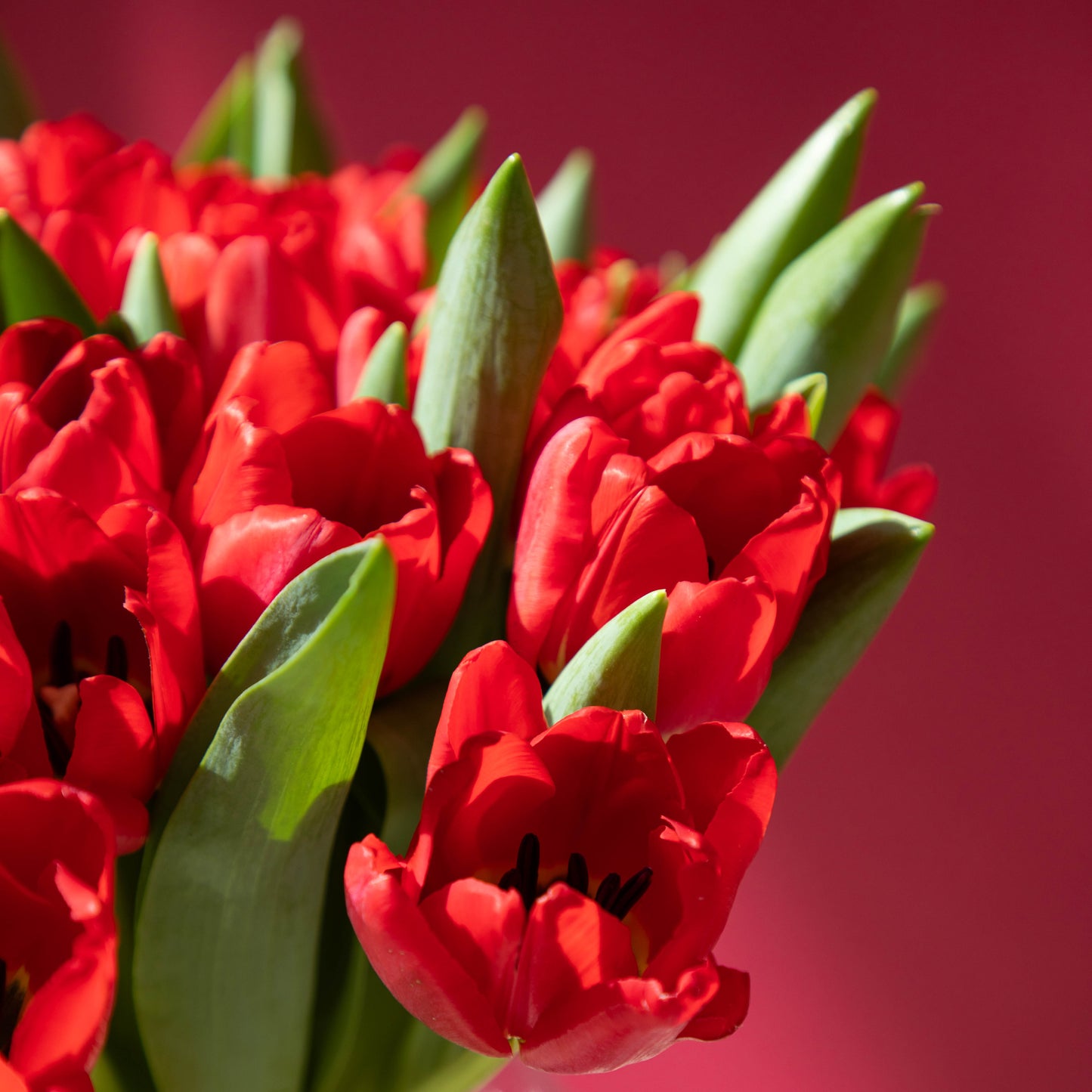 Red Tulips