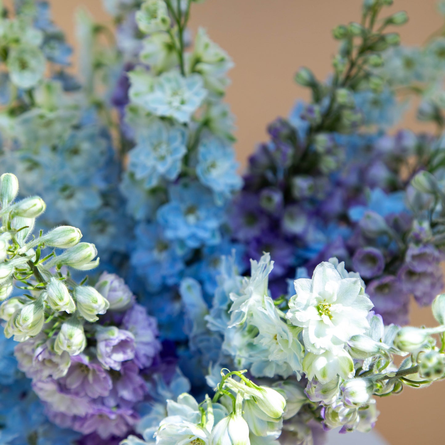 Indigo Petals