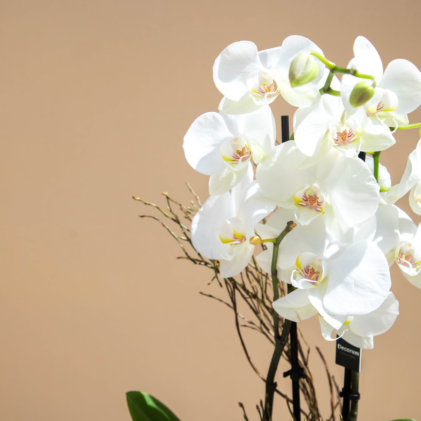 White Bliss