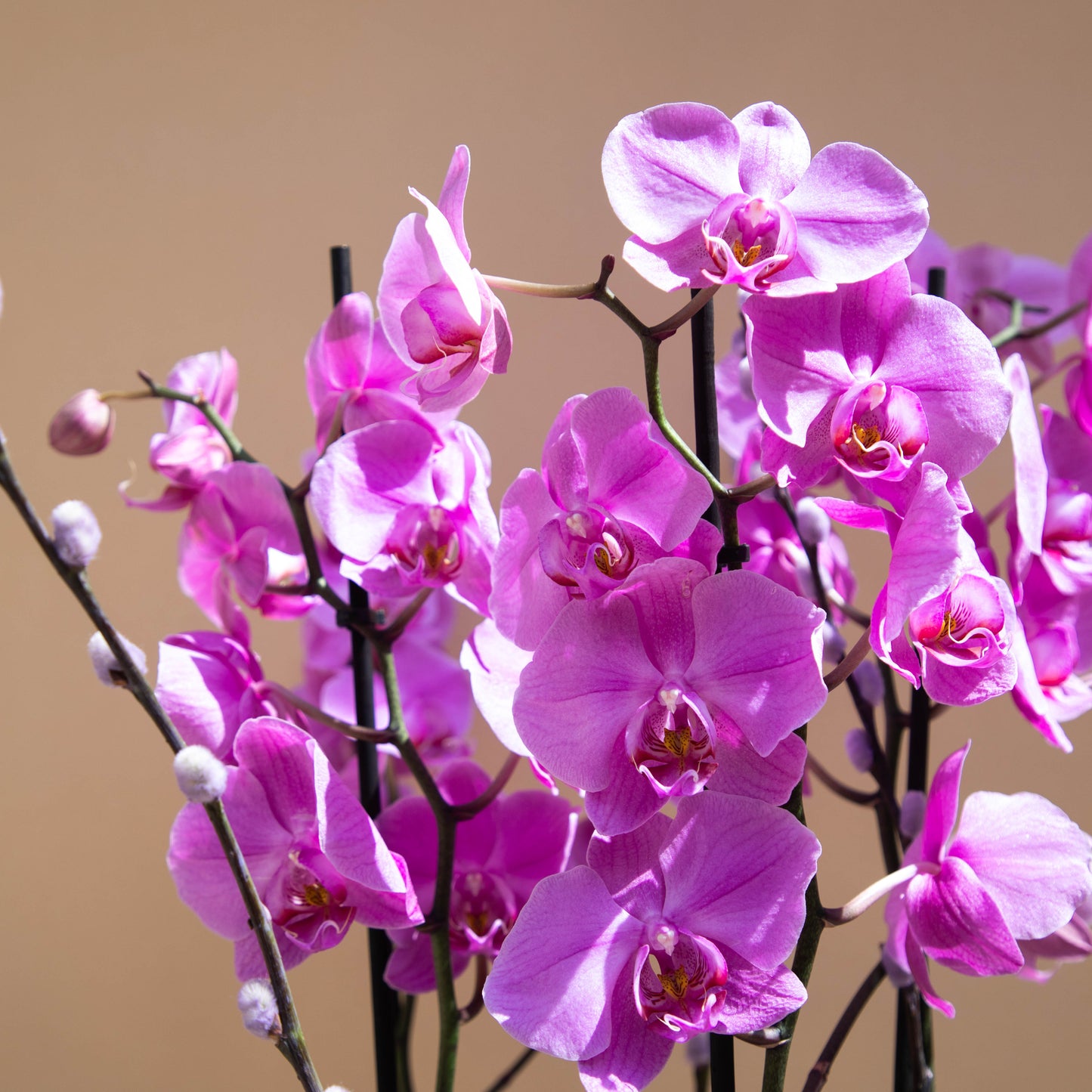 Purple Symphony