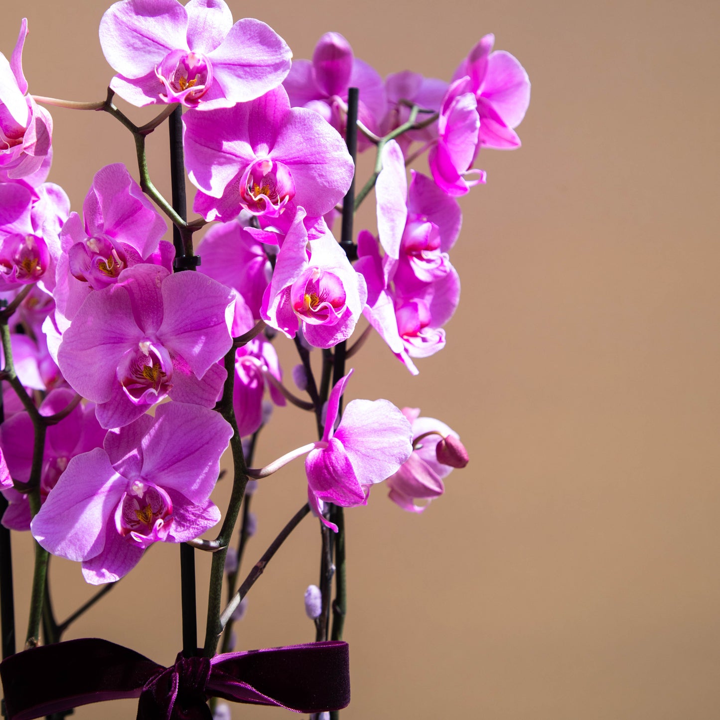Purple Symphony