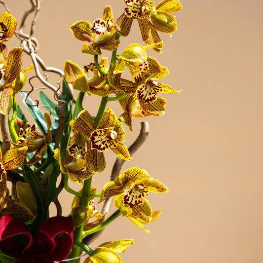 Ribbon Orchids