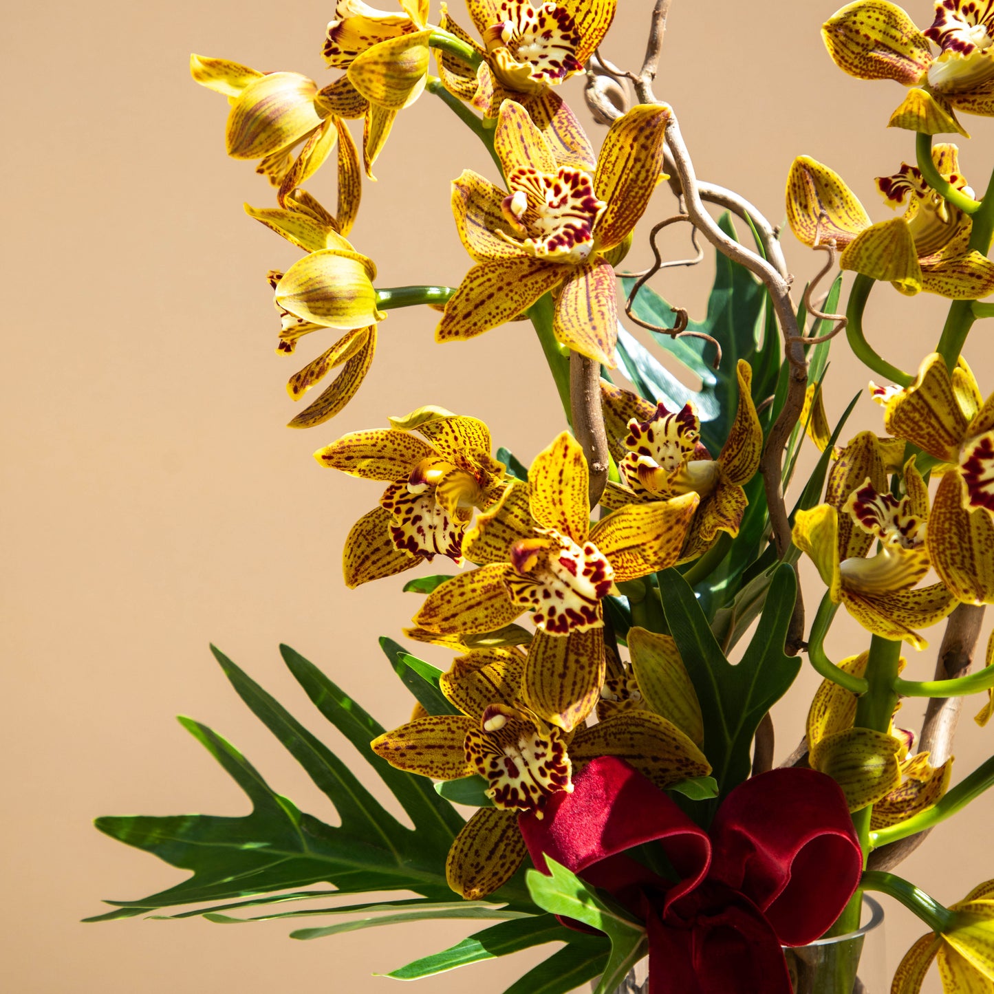Ribbon Orchids