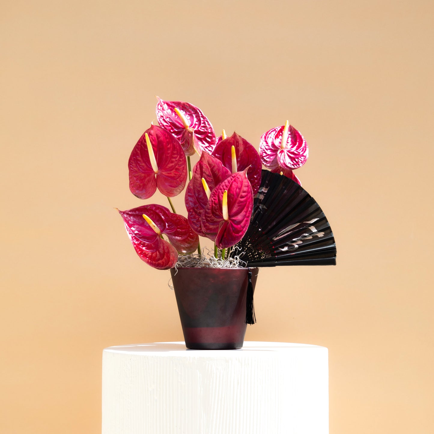 Anthurium Noir