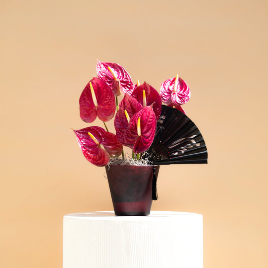 Anthurium Noir