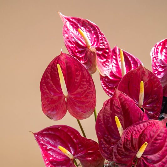 Anthurium Noir