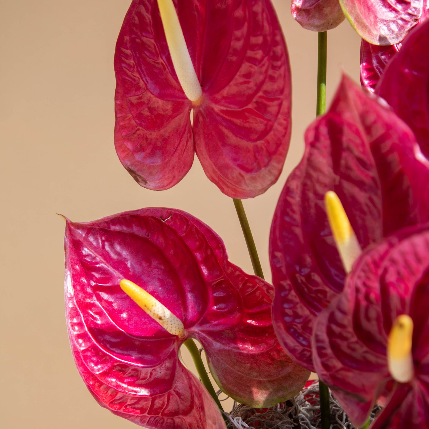Anthurium Noir