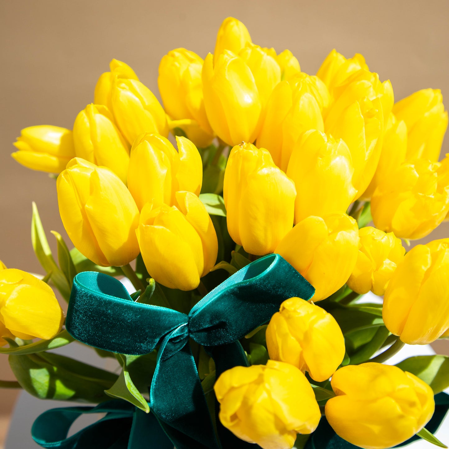 Sunny Tulips