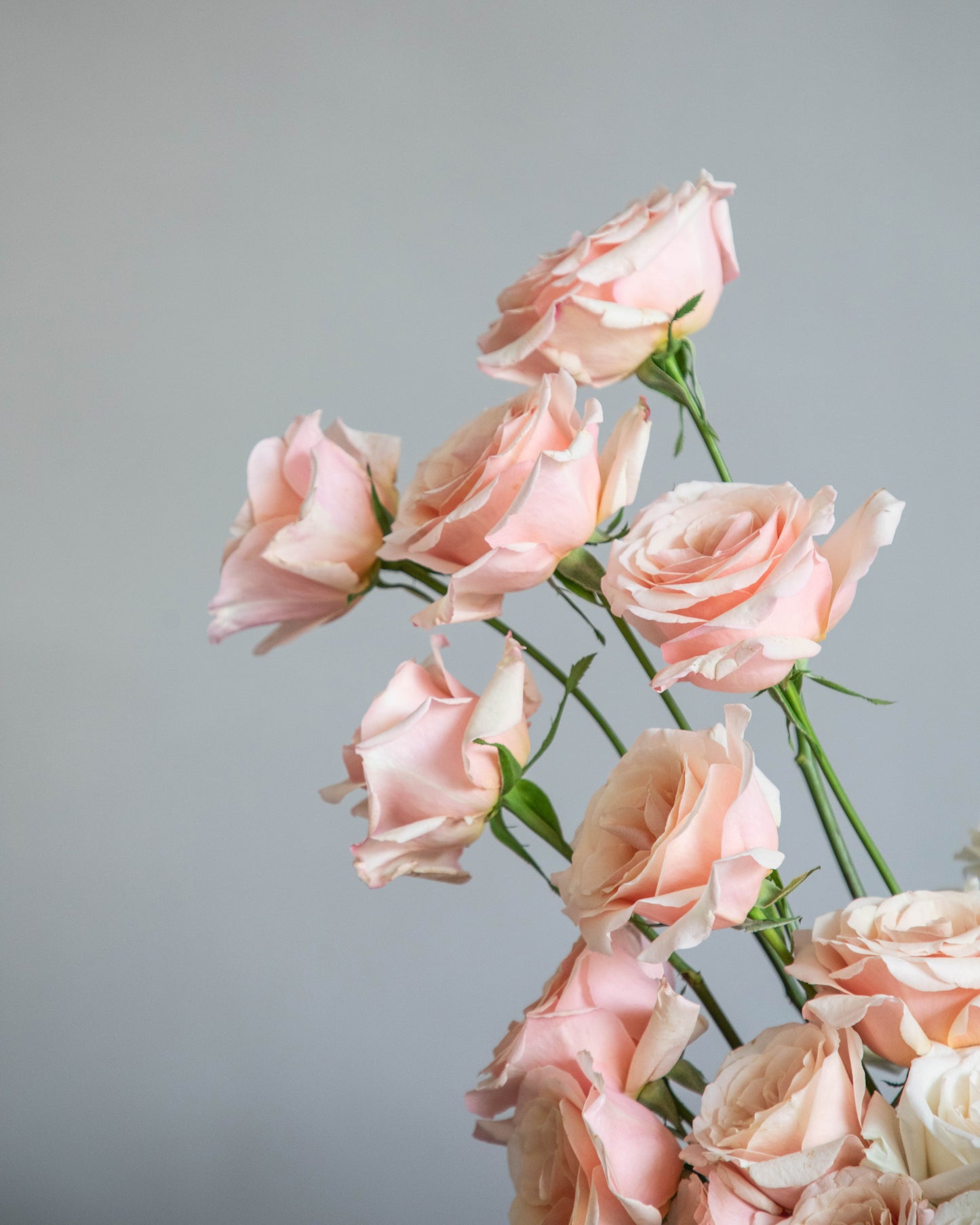 Box of Roses