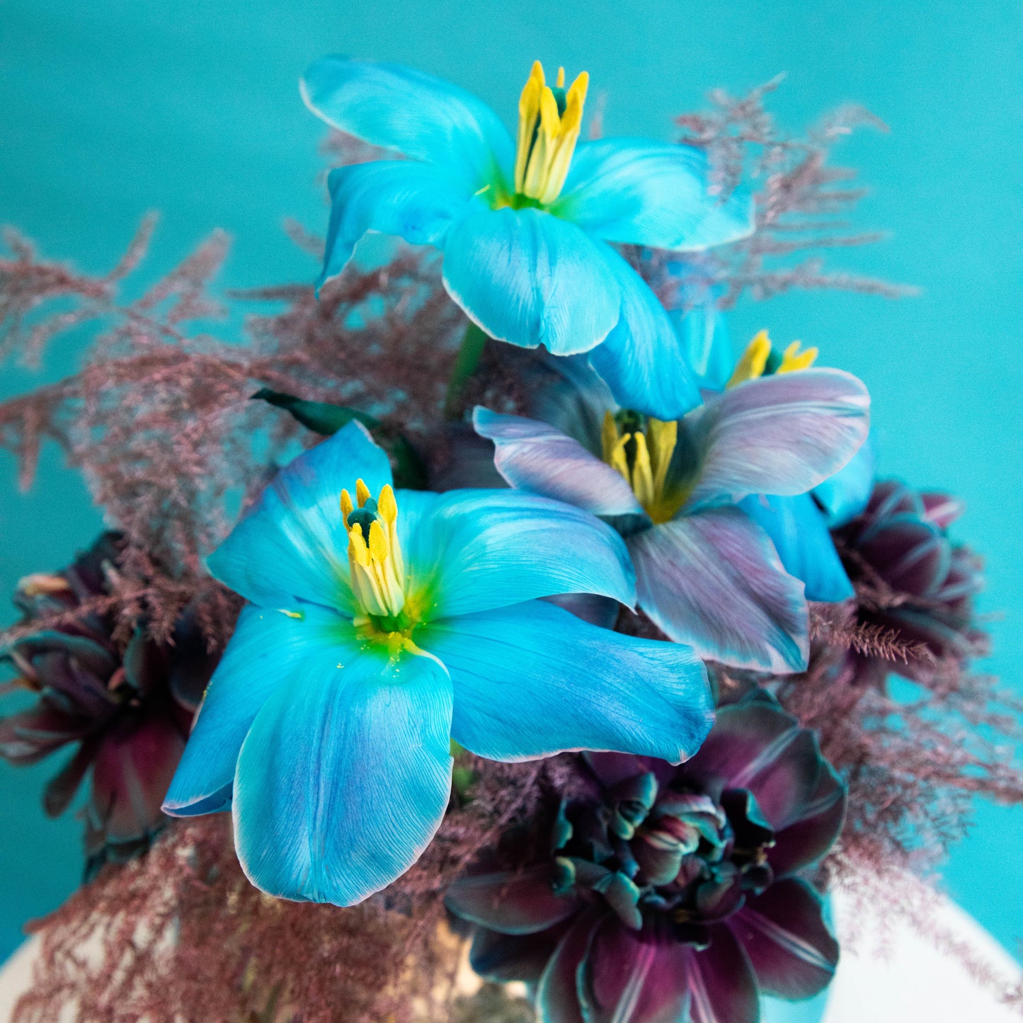 Cyan Tulips