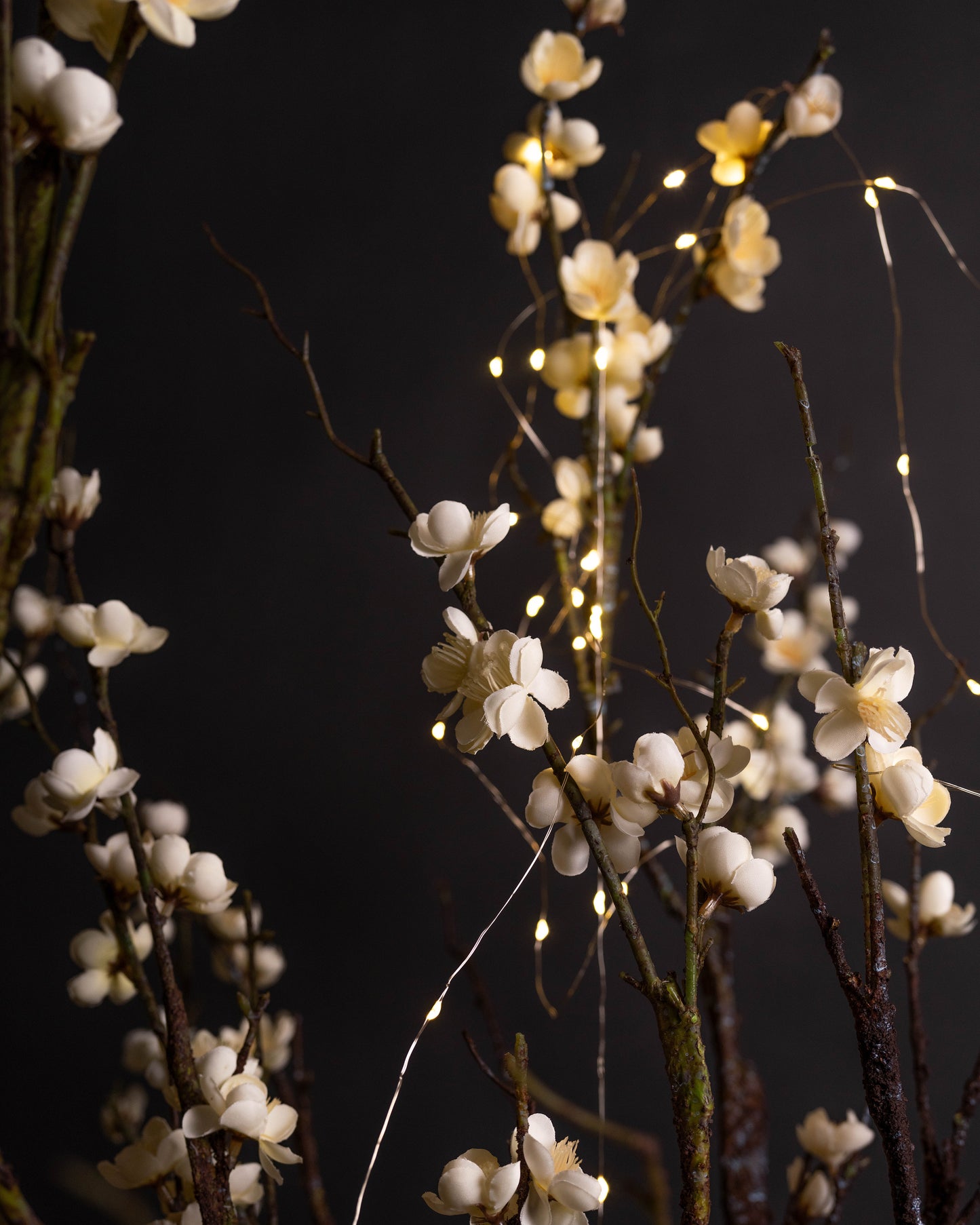 Cherry Blossoms & Lanterns