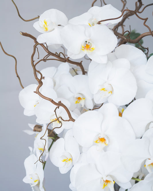 Orchid Branch