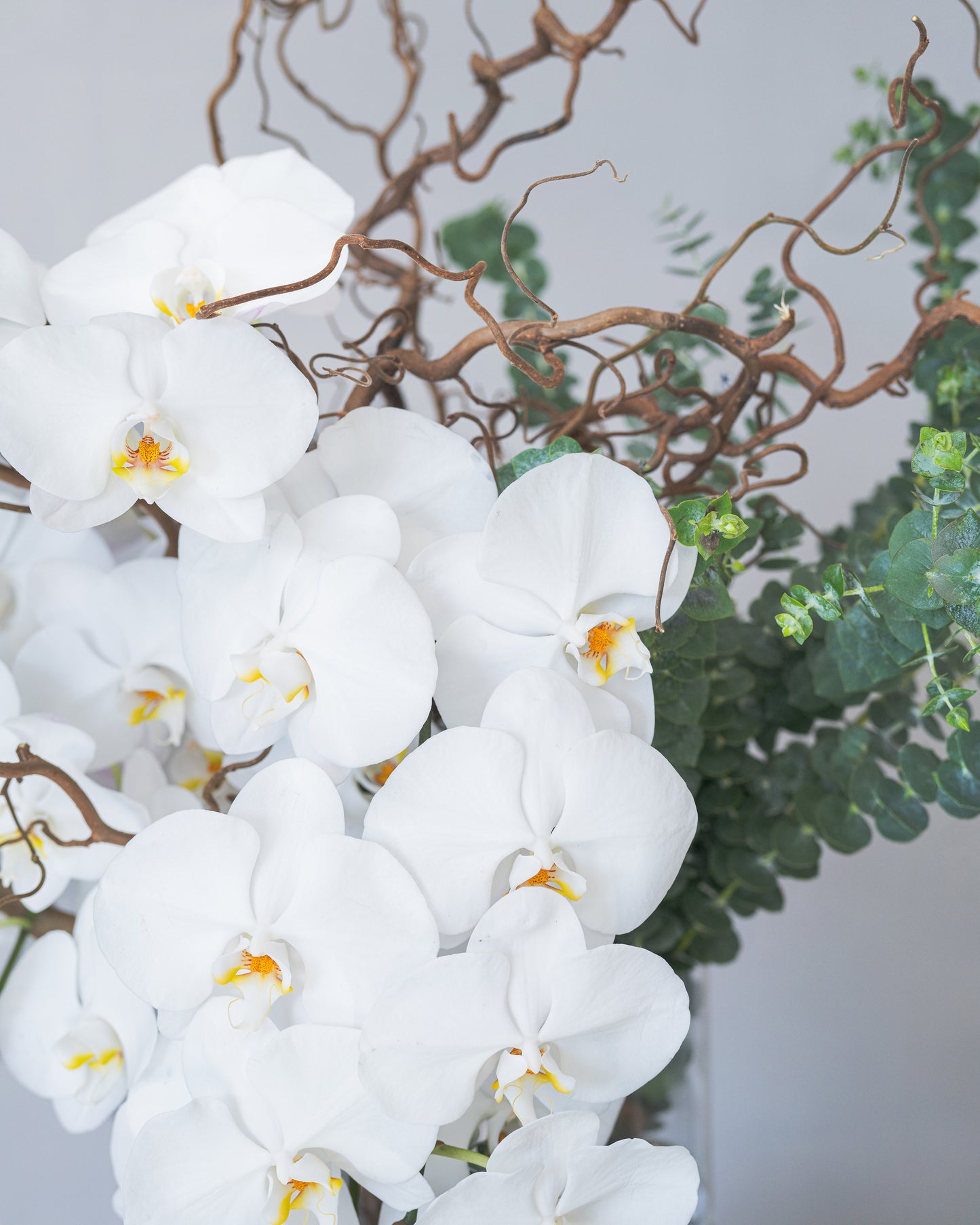 Orchid Branch