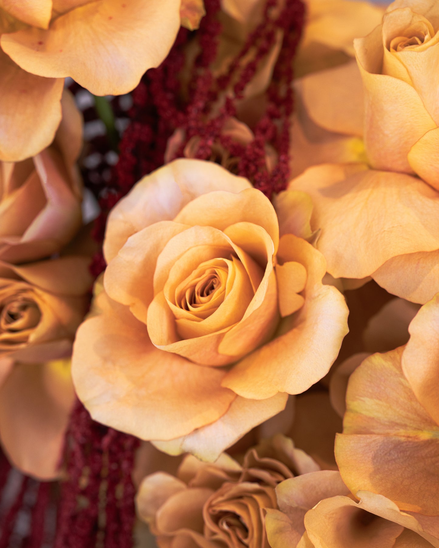 Anthurium Rose