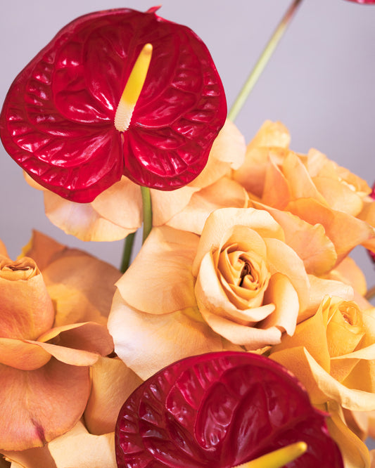 Anthurium Rose