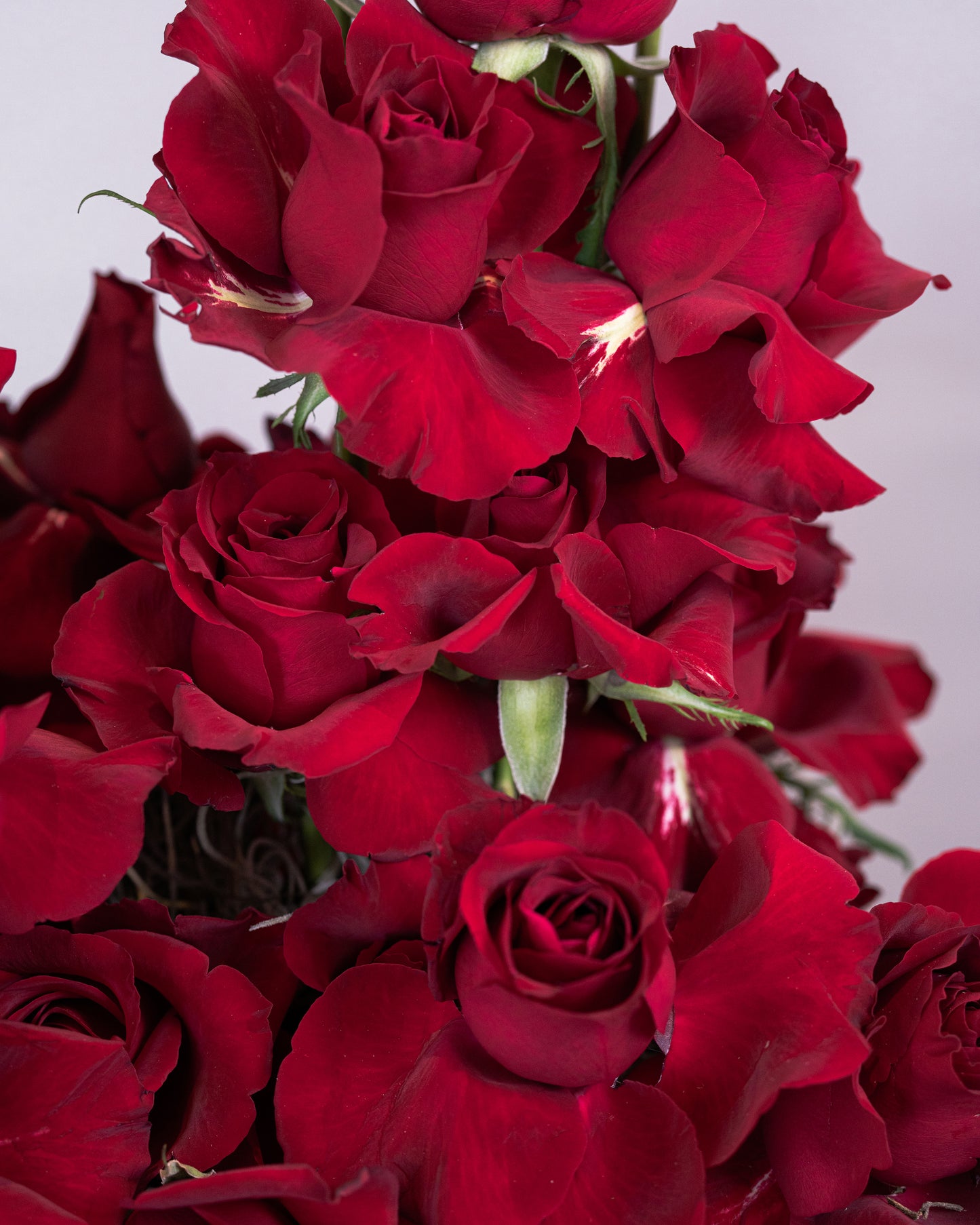 Box of Roses